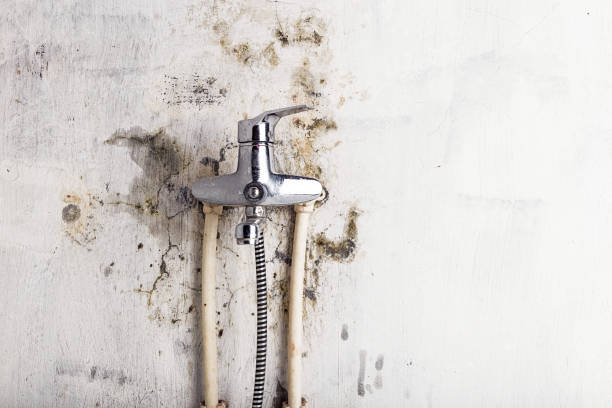 Best Bathroom Mold Remediation in Waynesville, OH