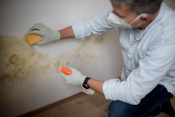 Best Industrial Mold Remediation in Waynesville, OH