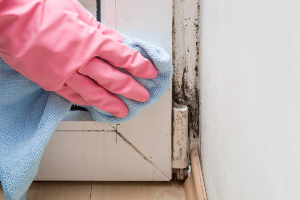 Best DIY Mold Remediation Support Services in Waynesville, OH